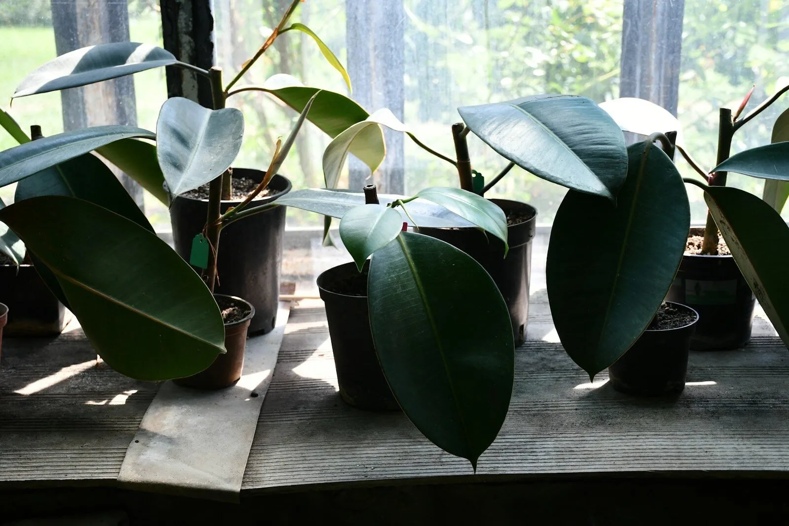 Several potted Ficus elastica rubber plants with glossy leaves grouped near a bright window