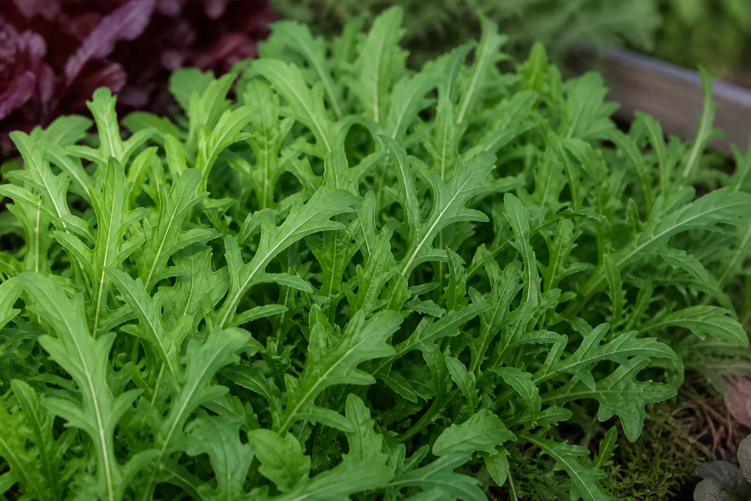 Wild arugula with slender lobed leaves growing in a cool-season garden bed
