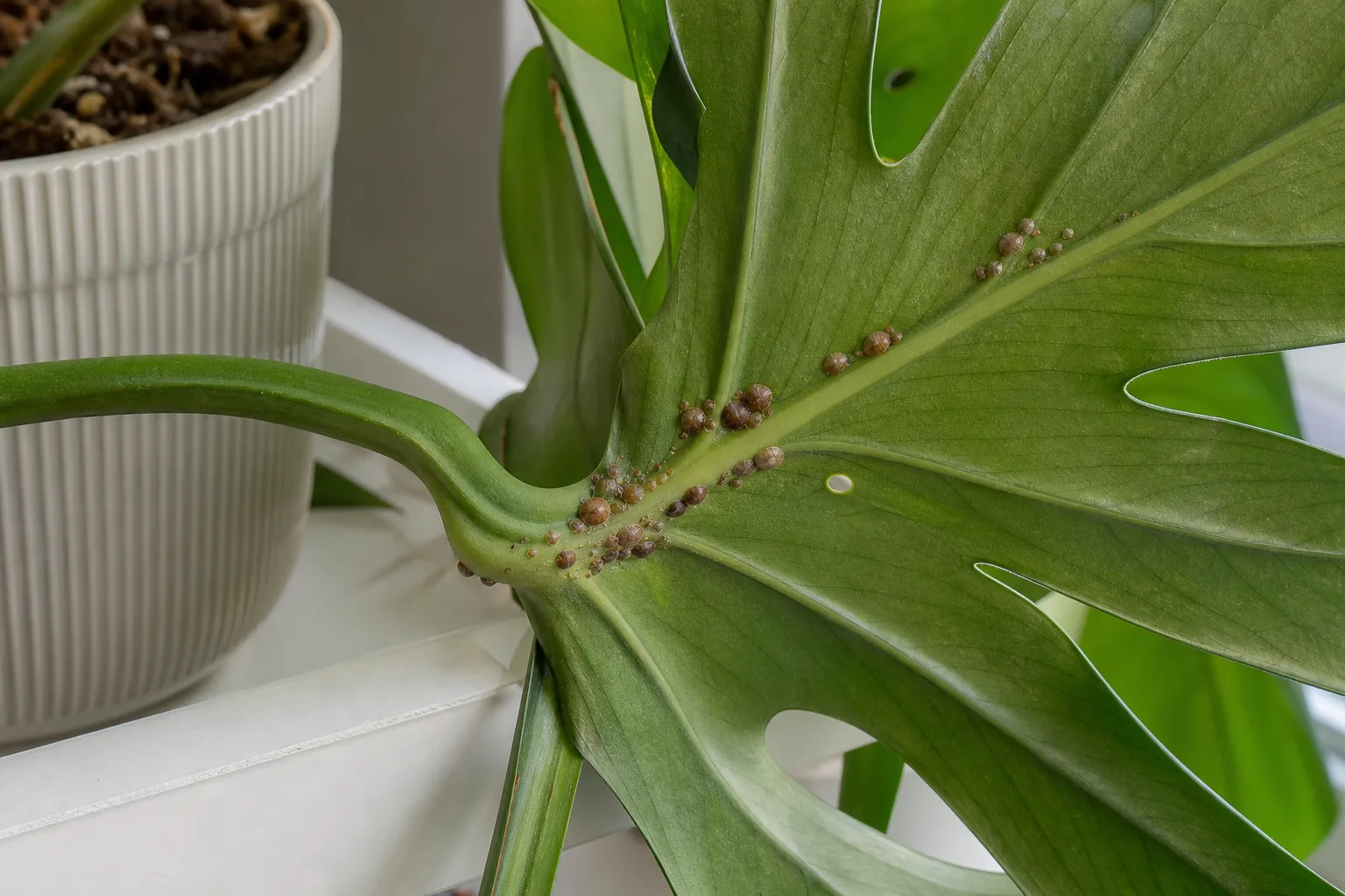 What Scale On Houseplants Actually Looks Like for what scale on houseplants actually looks like