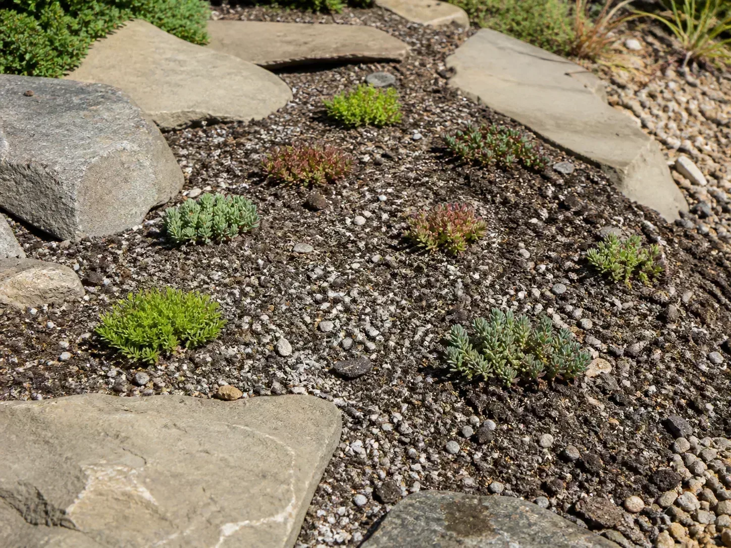 Low sedum plugs spaced through gritty soil beside flat garden stones