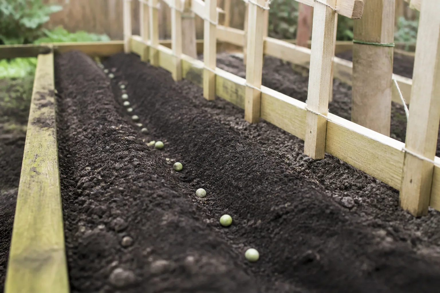 Garden pea seeds in a furrow beside a trellis in an early spring vegetable bed