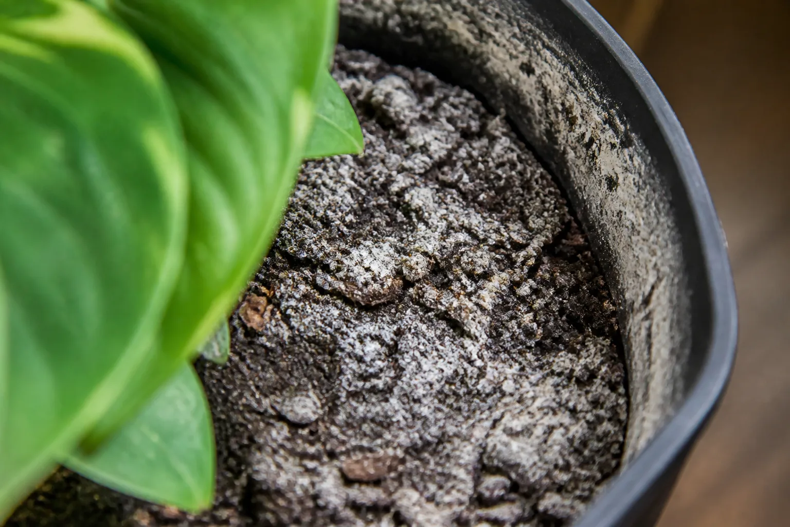 White soluble-salt crust on potting mix surface and pot rim after months of reservoir subirrigation without a top flush