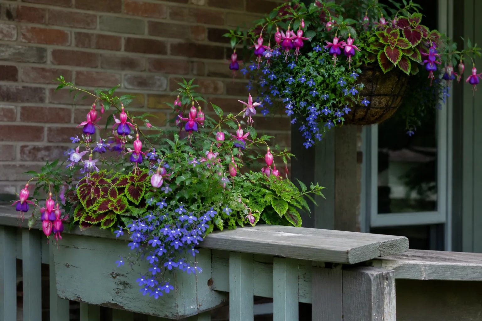 Mixed shade container on a covered porch with pink impatiens, chartreuse coleus, and trailing silver foliage spilling over the rim