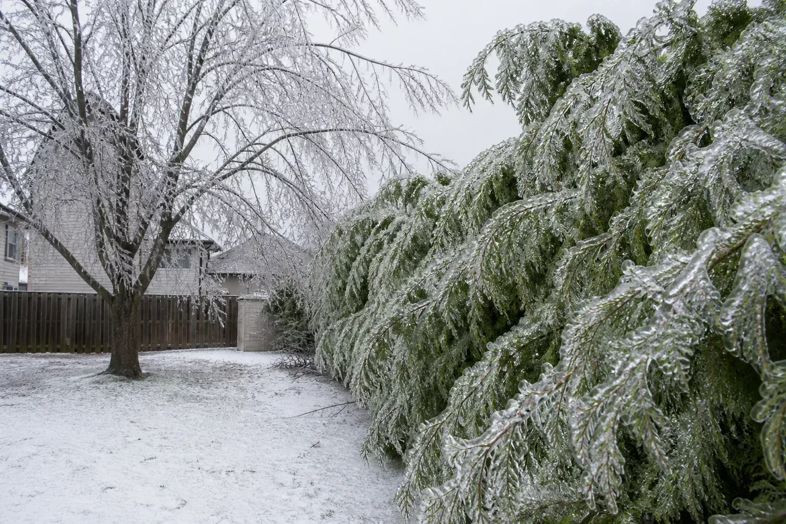 Tree branches and arborvitae hedge coated in clear glaze ice after a freezing rain winter storm