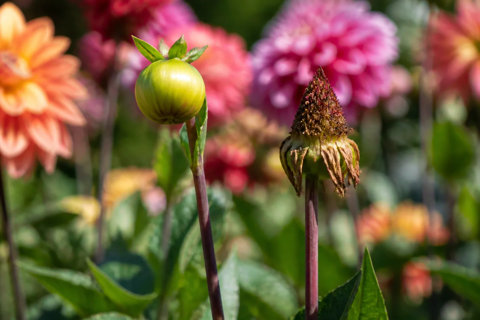 Rounded dahlia flower bud beside a pointed spent flower head on nearby stems