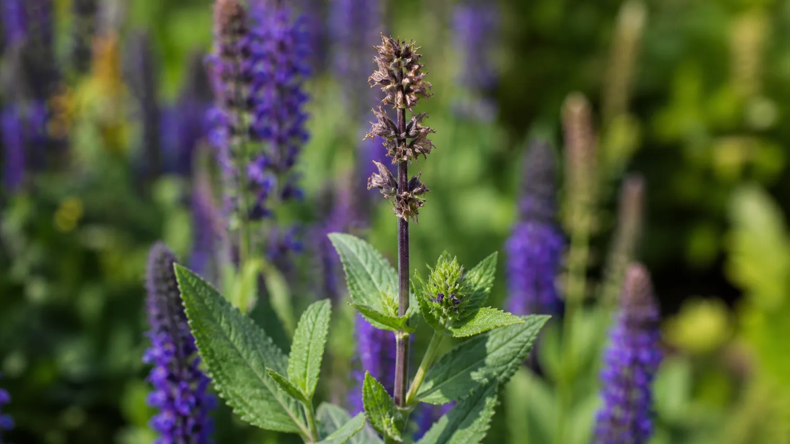 A spent salvia flower spike above healthy leaves and a fresh side shoot