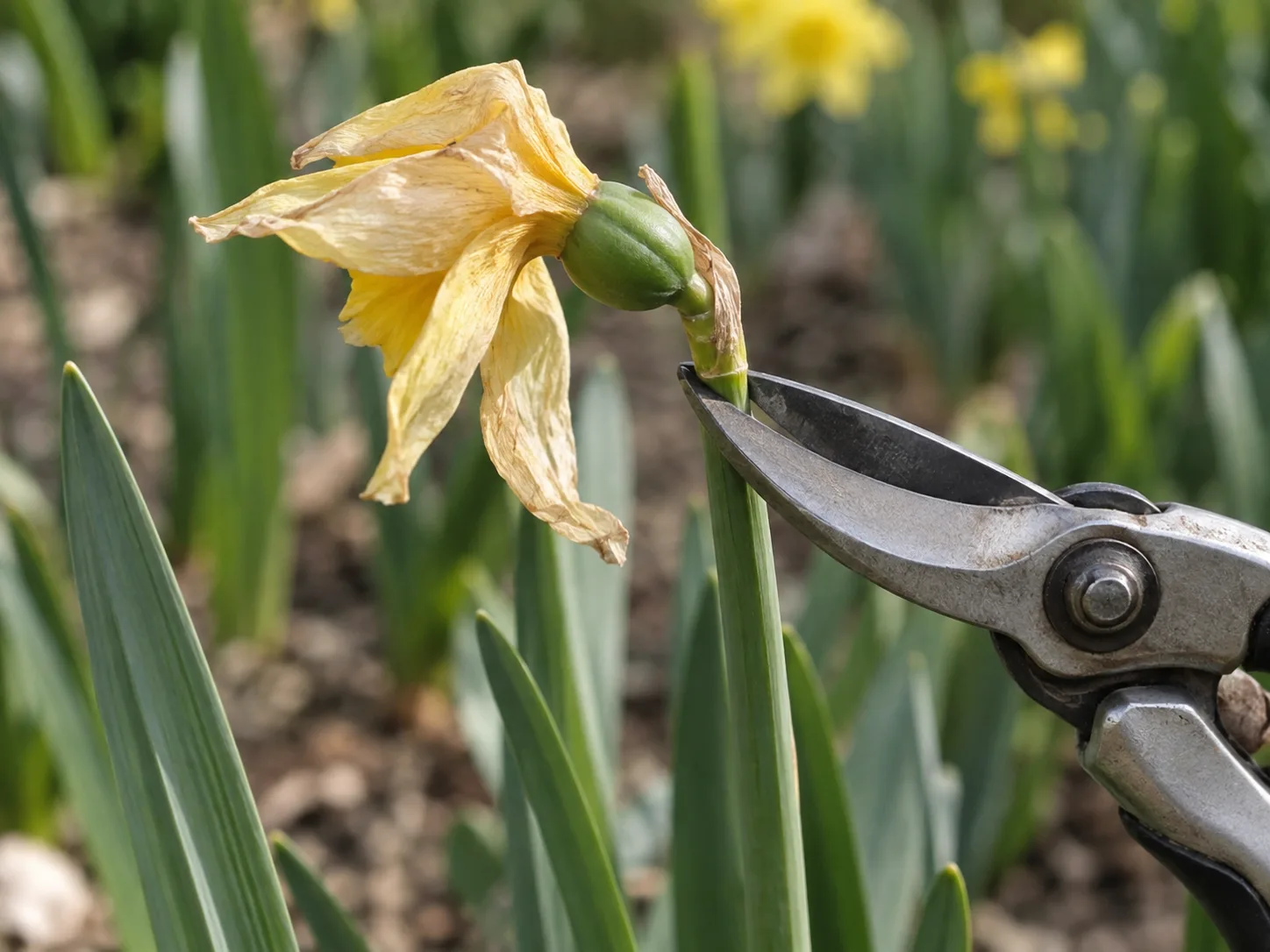 Pruner blades aligned below a faded daffodil’s seed capsule, above the green stalk and leaves