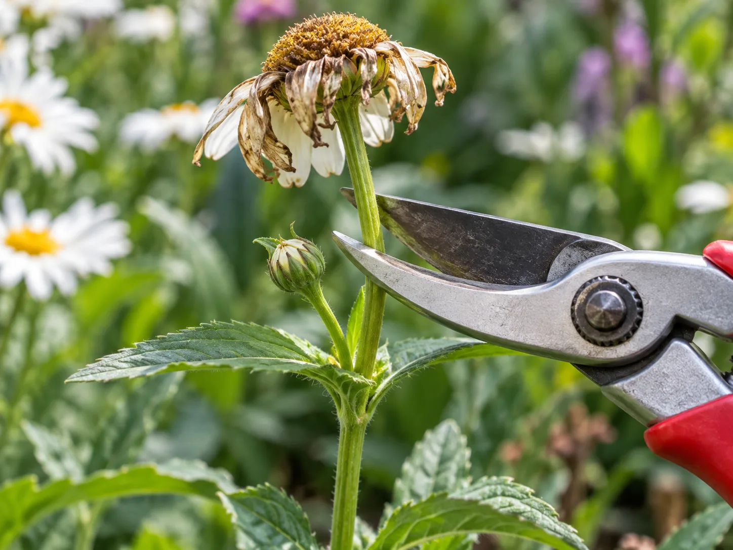 Clean bypass pruners positioned beside a spent Shasta daisy above a healthy side bud