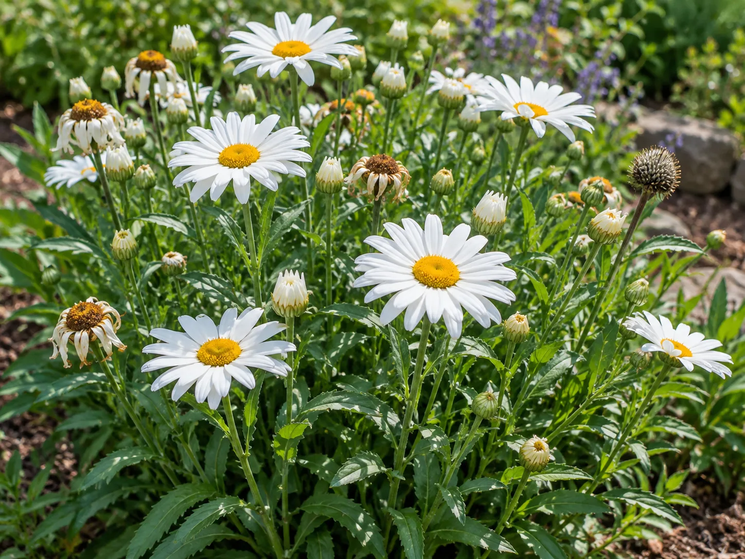 A Shasta daisy clump carries fresh blooms, buds, fading flowers, and a mature seedhead