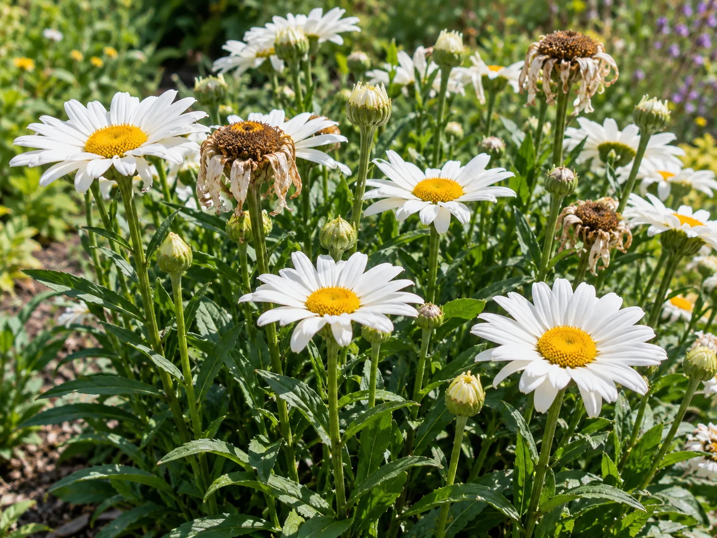 Shasta daisies in summer show open blooms, developing buds, and faded flowerheads