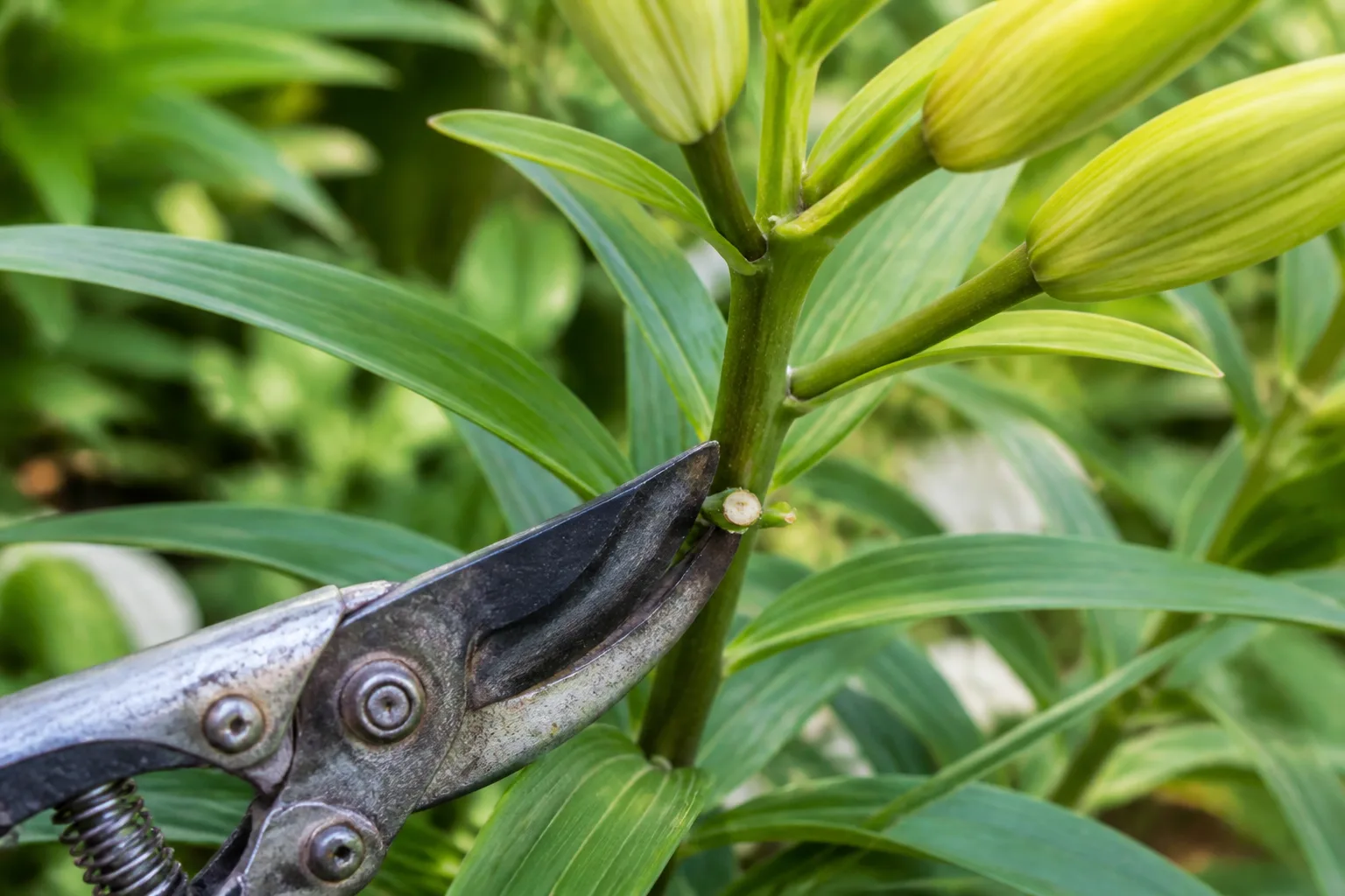 Bypass secateurs at the pedicel joint where a spent lily flower meets the main green stem