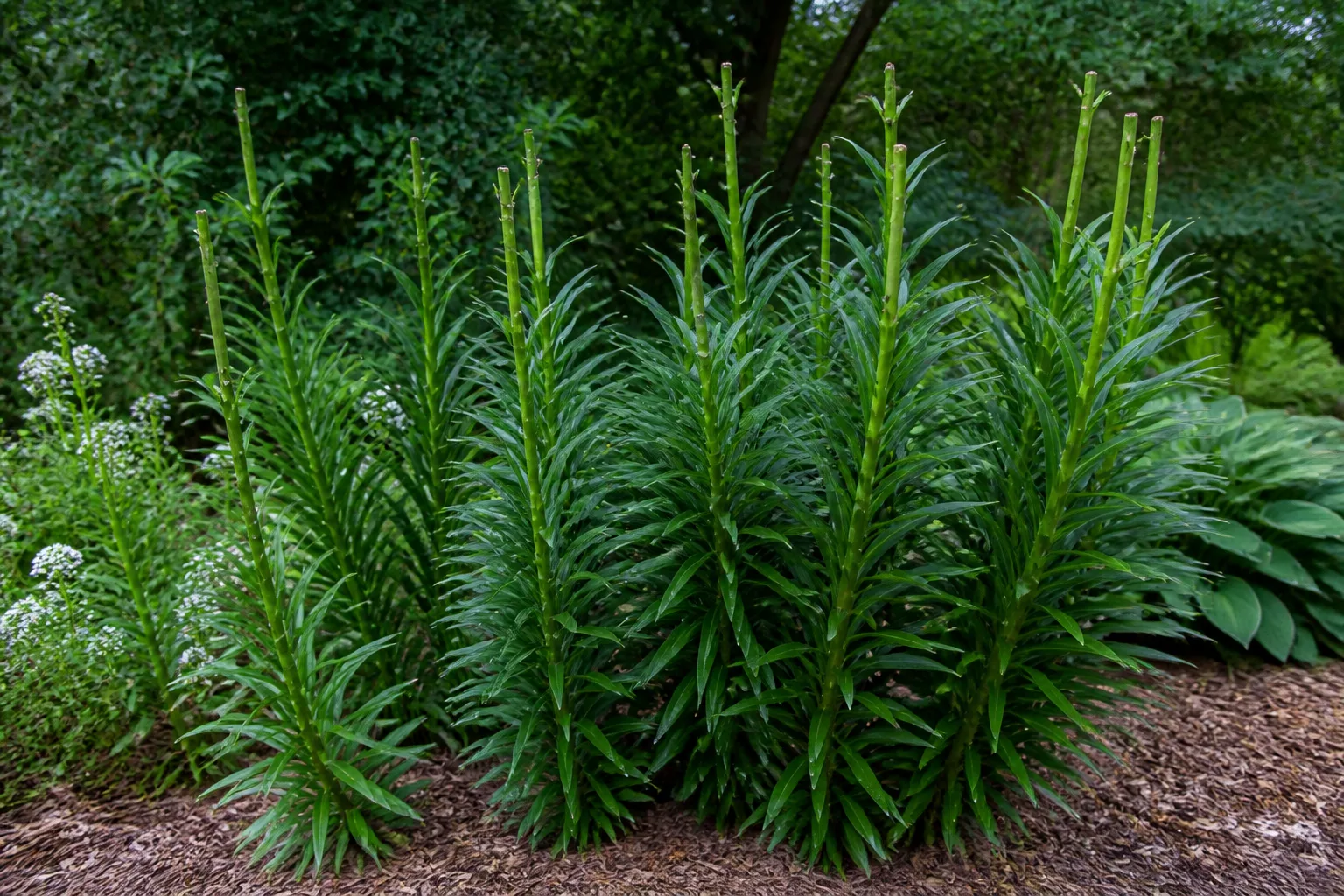 Green lily stems with whorled leaves intact after spent flowers were removed in a late-summer garden bed