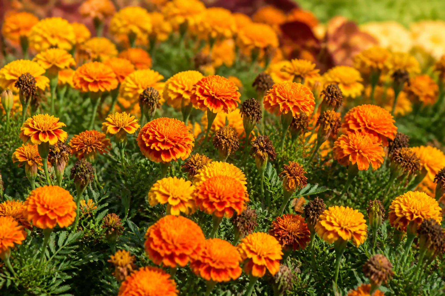 Orange and yellow French marigolds blooming in a sunny summer garden bed with a few spent brown flower heads among fresh blossoms