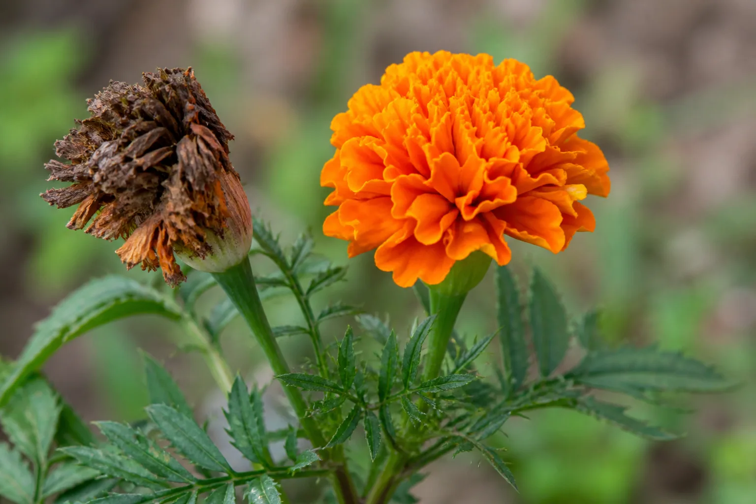 Fresh orange marigold bloom beside a wilted brown spent flower head on the same stem