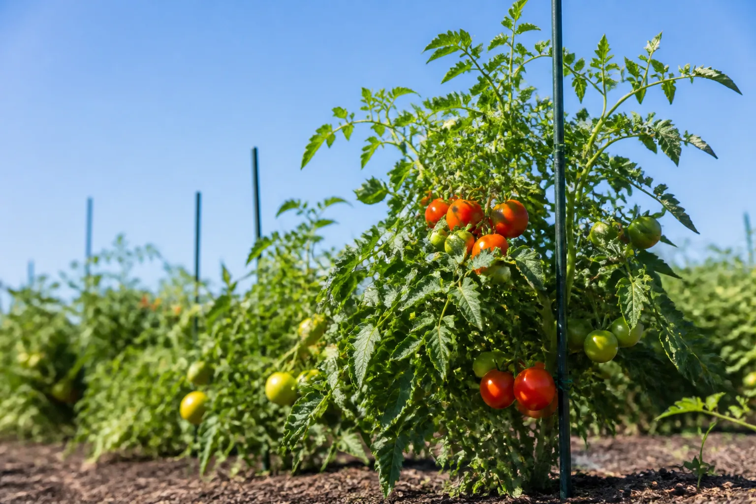 Healthy tomato plant with ripening fruit in a sunny vegetable garden bed