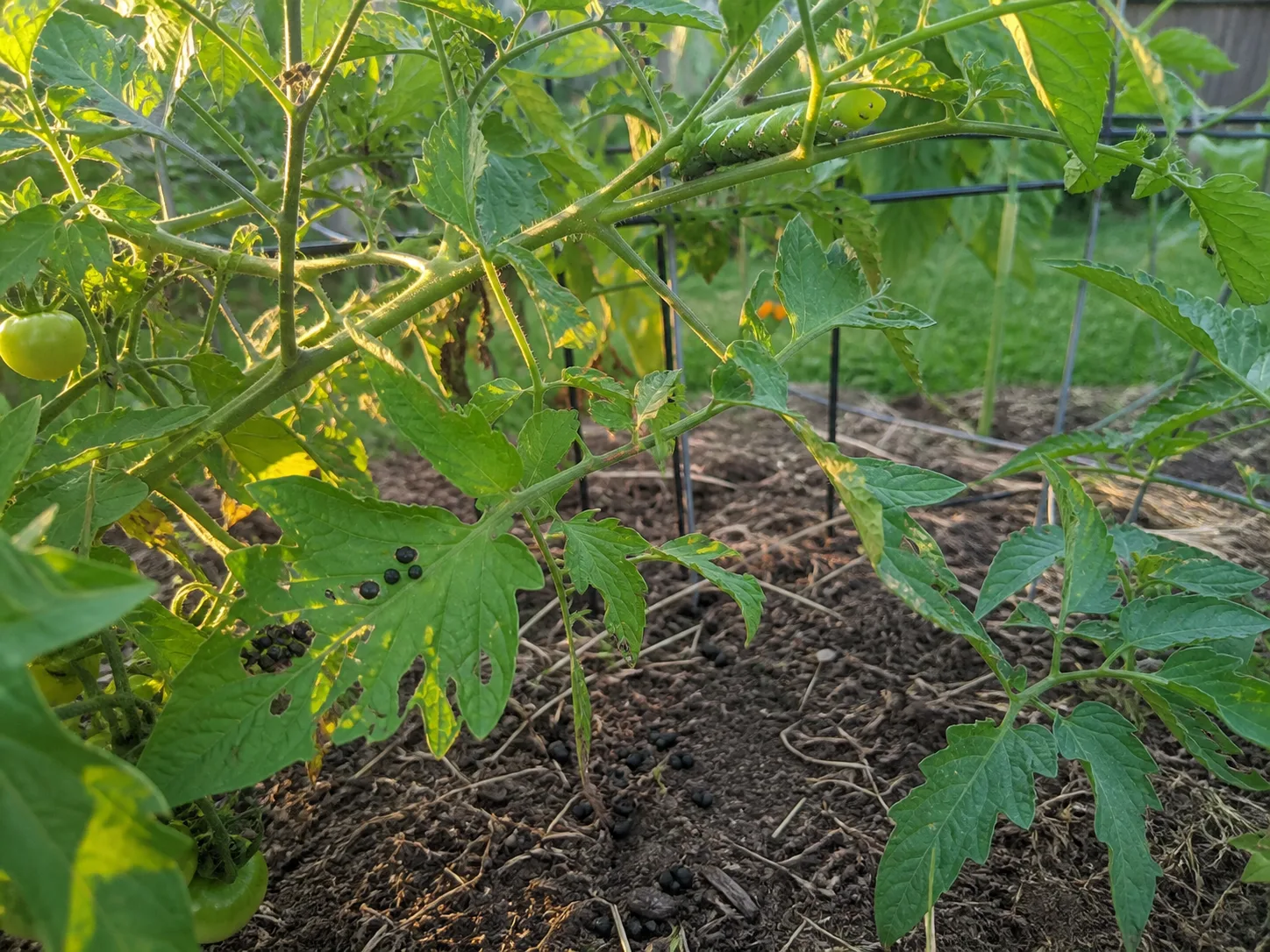 Tomato hornworm scouting clues: chewed foliage, dark frass, and a camouflaged caterpillar on the stem