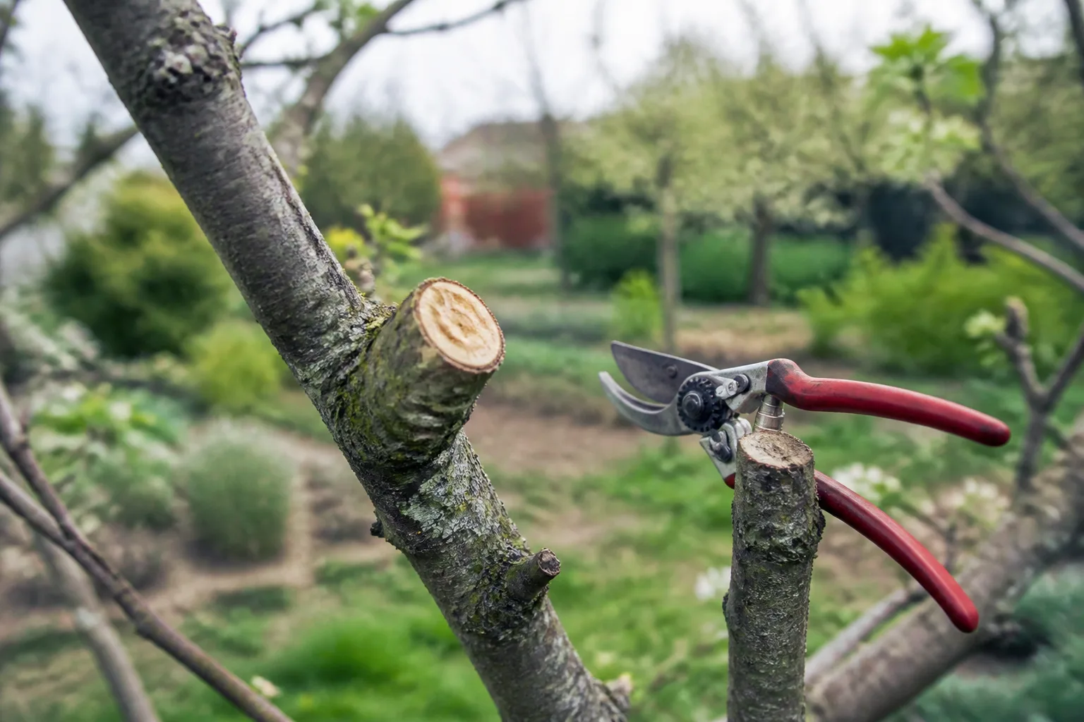 Fruit tree branch with a clean pruning cut on dry bark during cool overcast spring weather