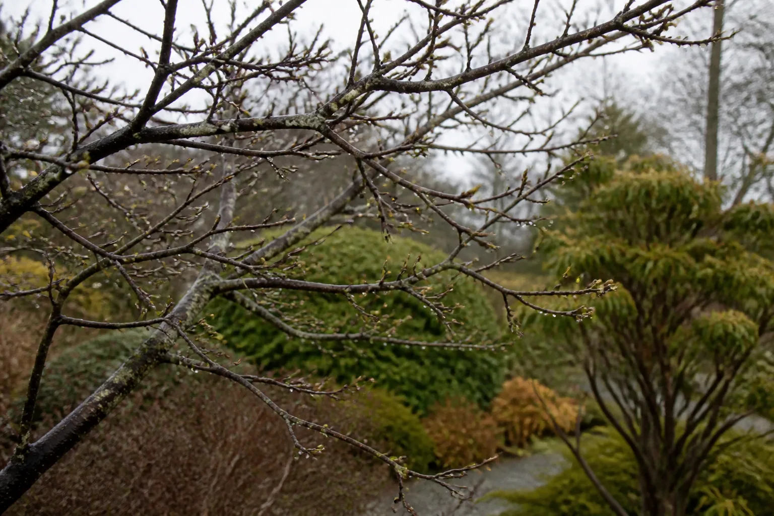 Deciduous tree branches in early spring with water droplets on wet bark after rainfall