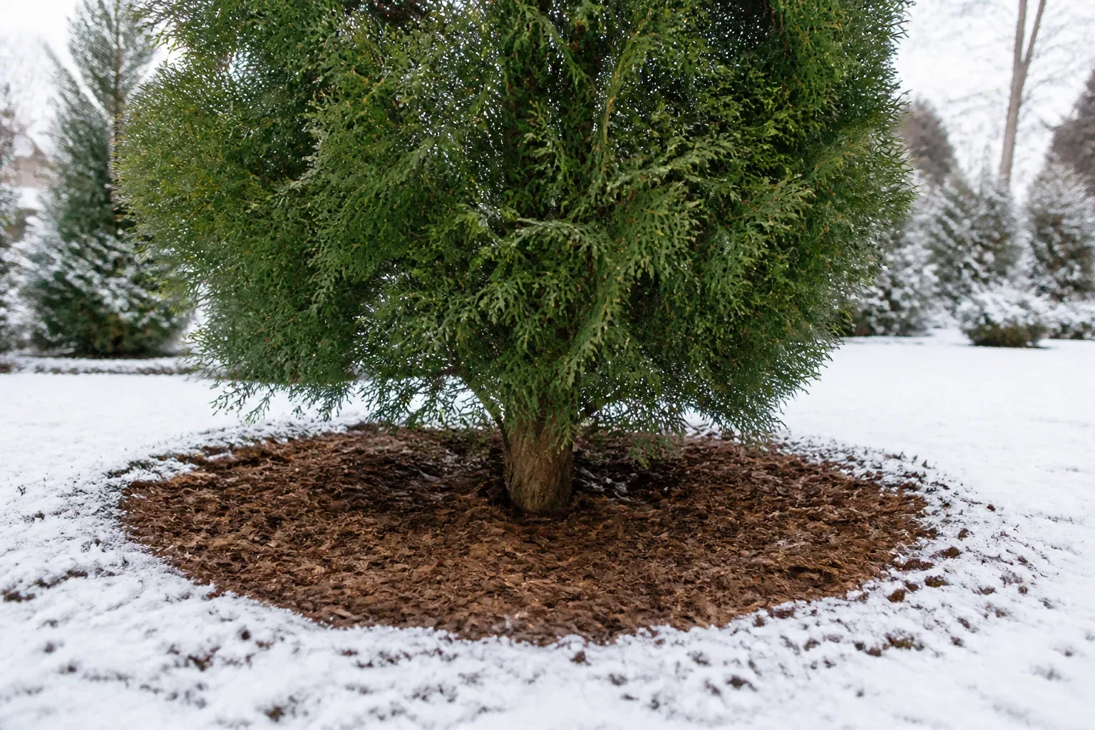 Shredded bark mulch ringed around an evergreen trunk with a proper gap at the base for winter root protection