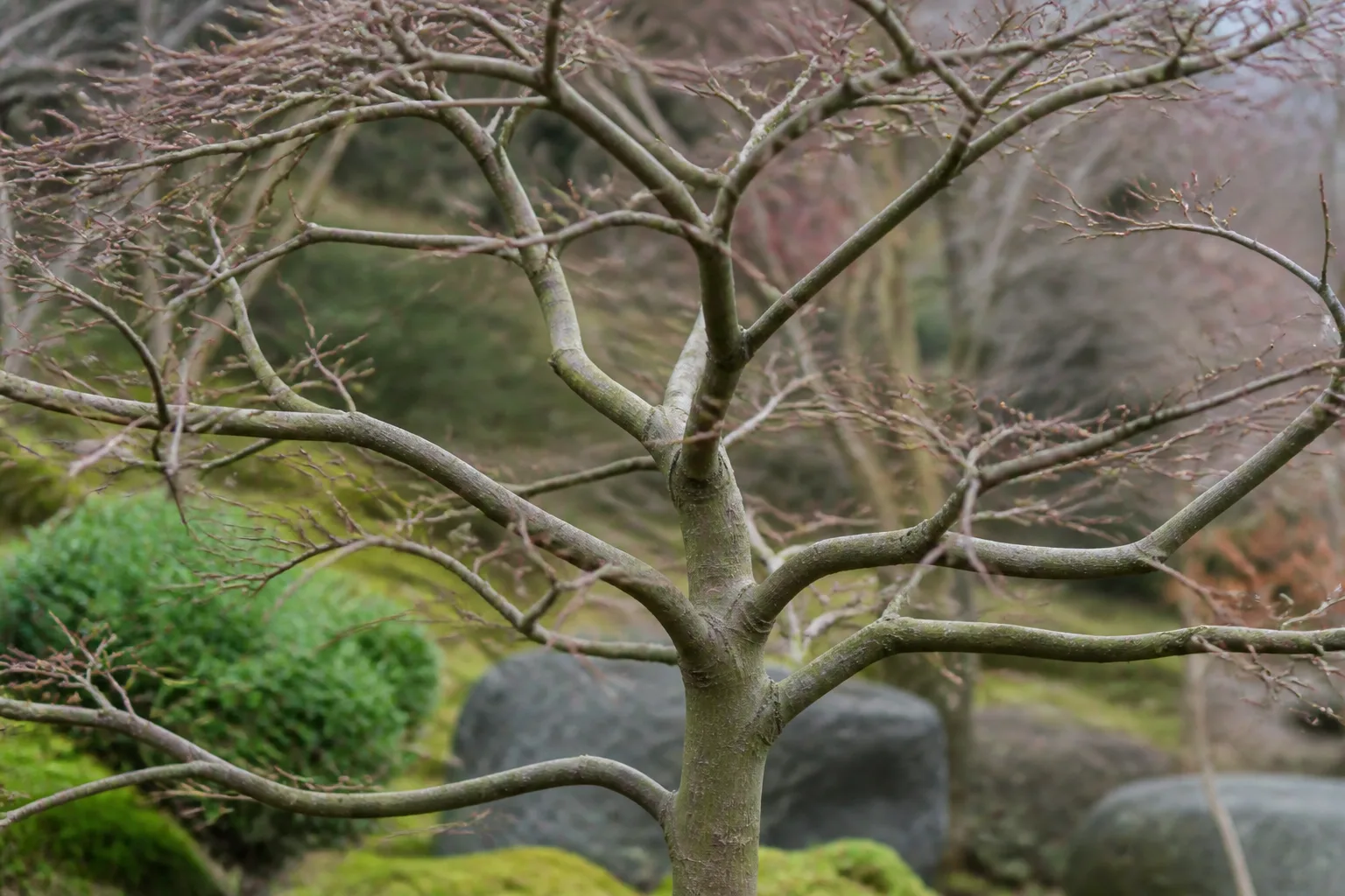 Dormant Japanese maple branch structure visible after leaf drop in a winter garden