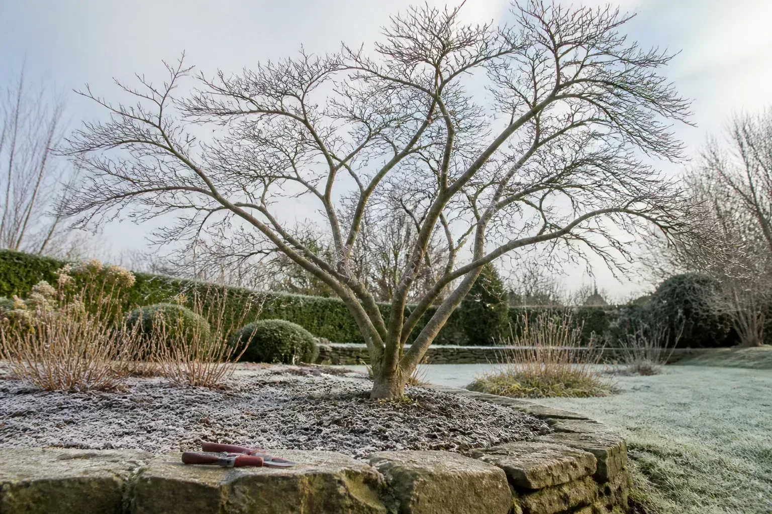 Dormant Japanese maple with bare branching structure in a late-winter garden, ready for seasonal pruning