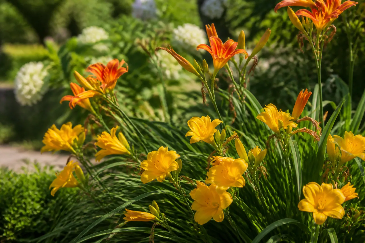 Golden and orange daylily blooms on arching scapes in a sunny summer garden border