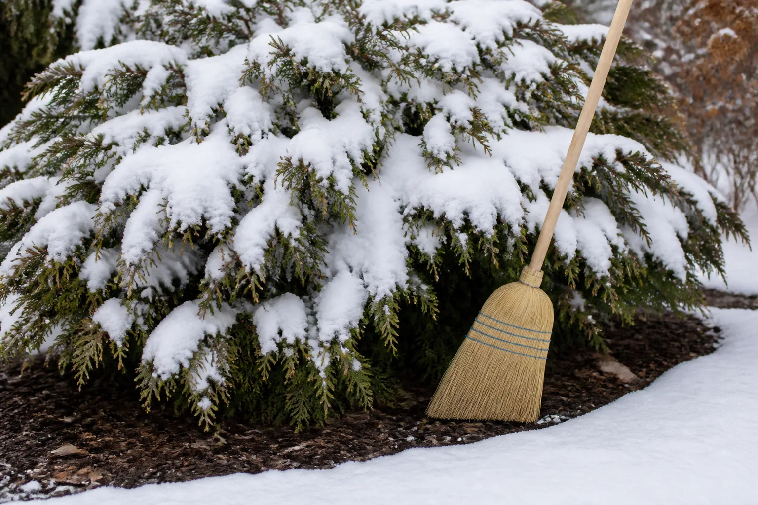 Soft broom positioned at the base of a snow-loaded evergreen shrub for bottom-up snow removal