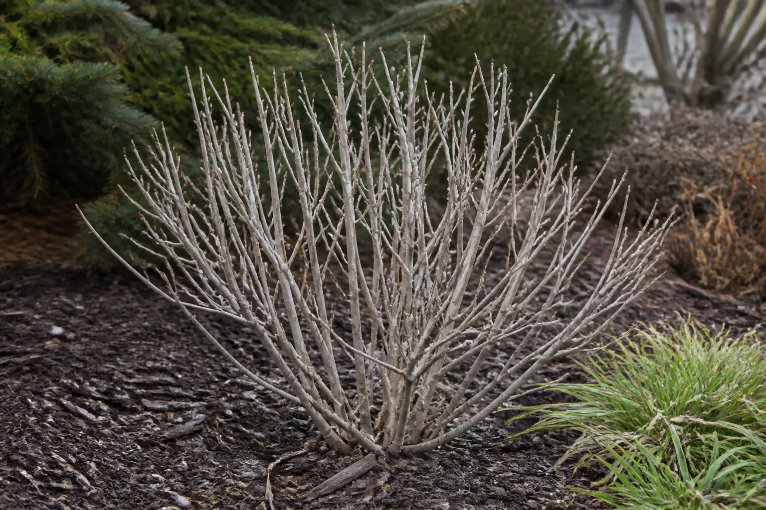 Dormant caryopteris bluebeard shrub with bare gray-green woody stems in a late-winter garden bed