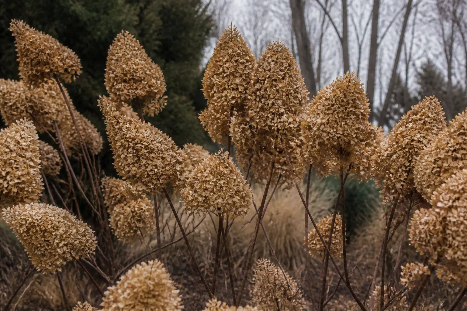 Panicle hydrangea with dried tan winter flower heads on bare woody branches in a dormant late-winter garden