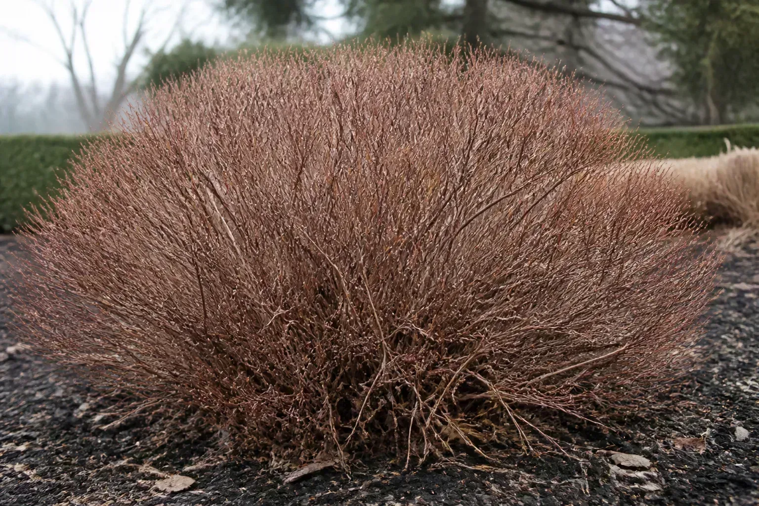 Summer-blooming spiraea shrub with fine bare branching structure visible in late winter before spring growth
