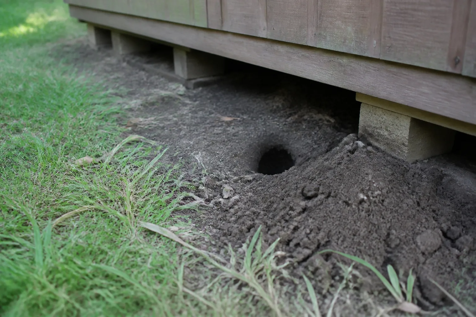 Fresh soil mound and burrow entrance opening in packed dirt beneath a low wooden garden shed