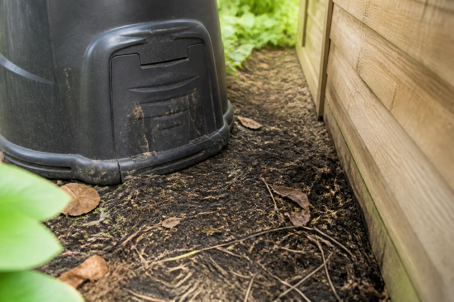 Mulch and soil at the base of a backyard compost bin beside a garden shed where rats travel at night