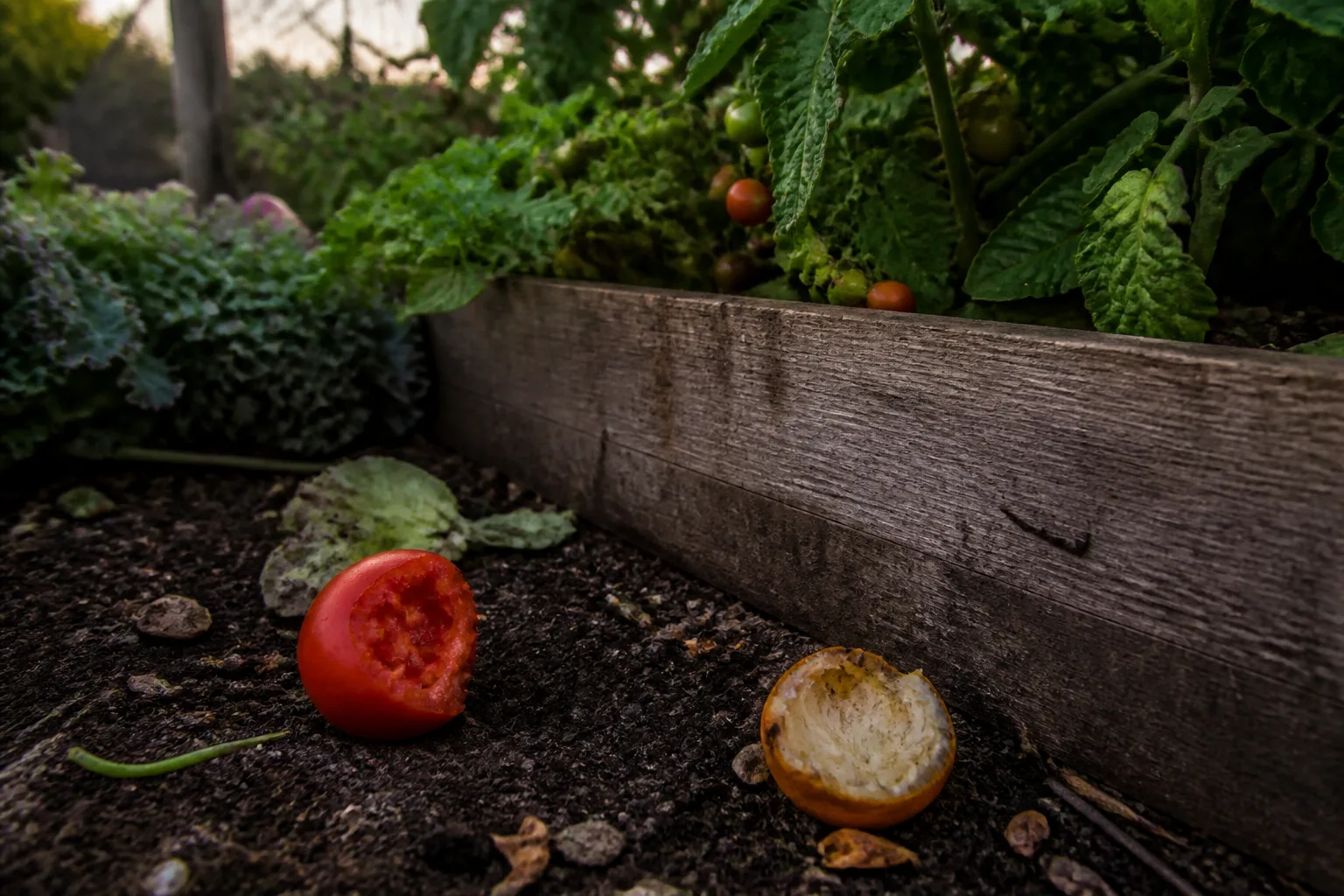 Partially eaten tomato and hollowed citrus rind on garden soil near a raised vegetable bed