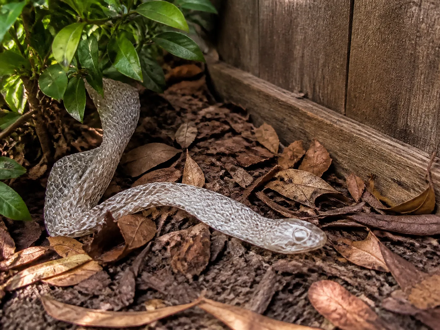 A translucent snake shed lying in leaf litter beside a shaded garden fence