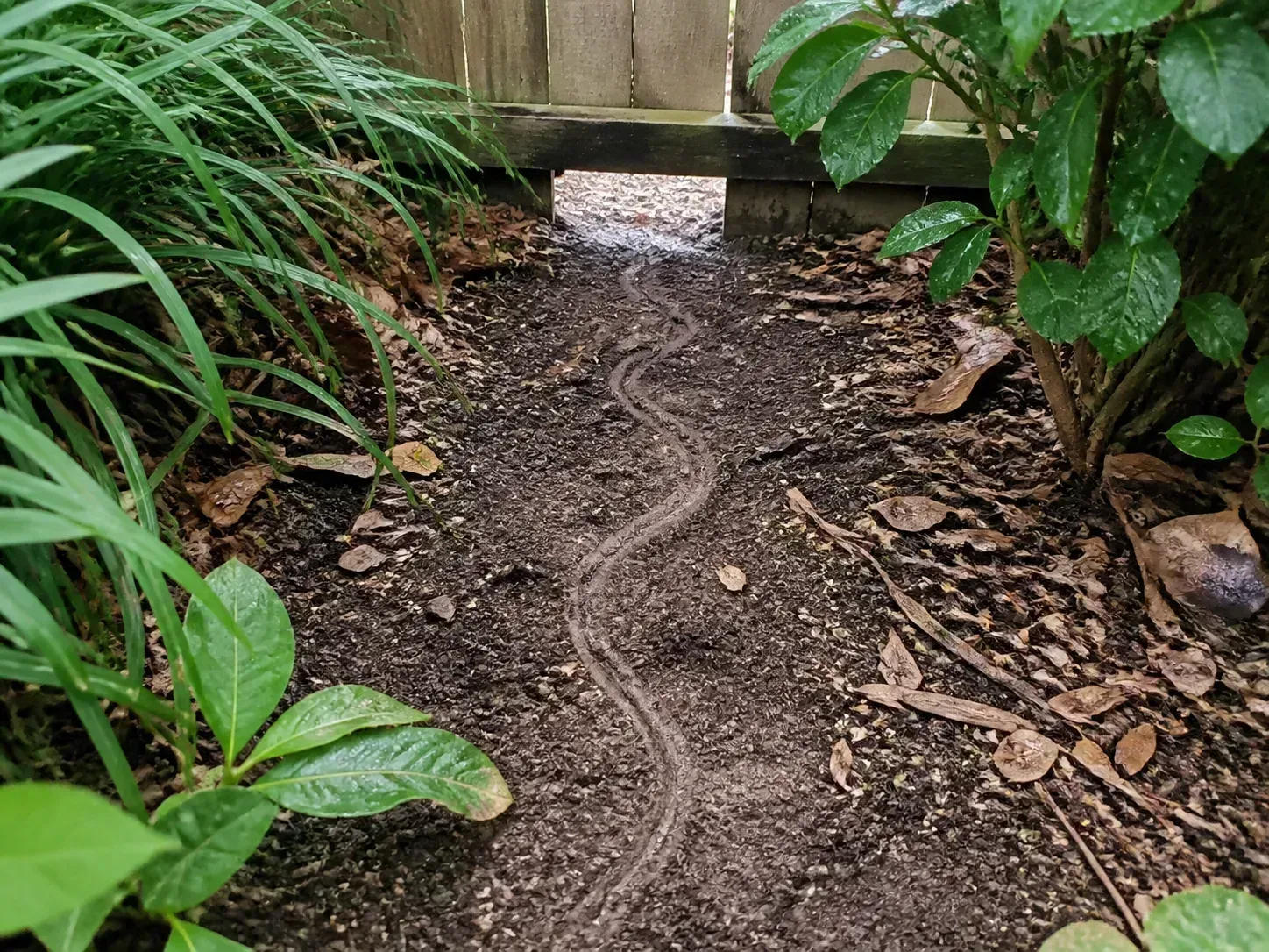 A smooth, meandering trail through loose soil leading toward a gap under a garden fence