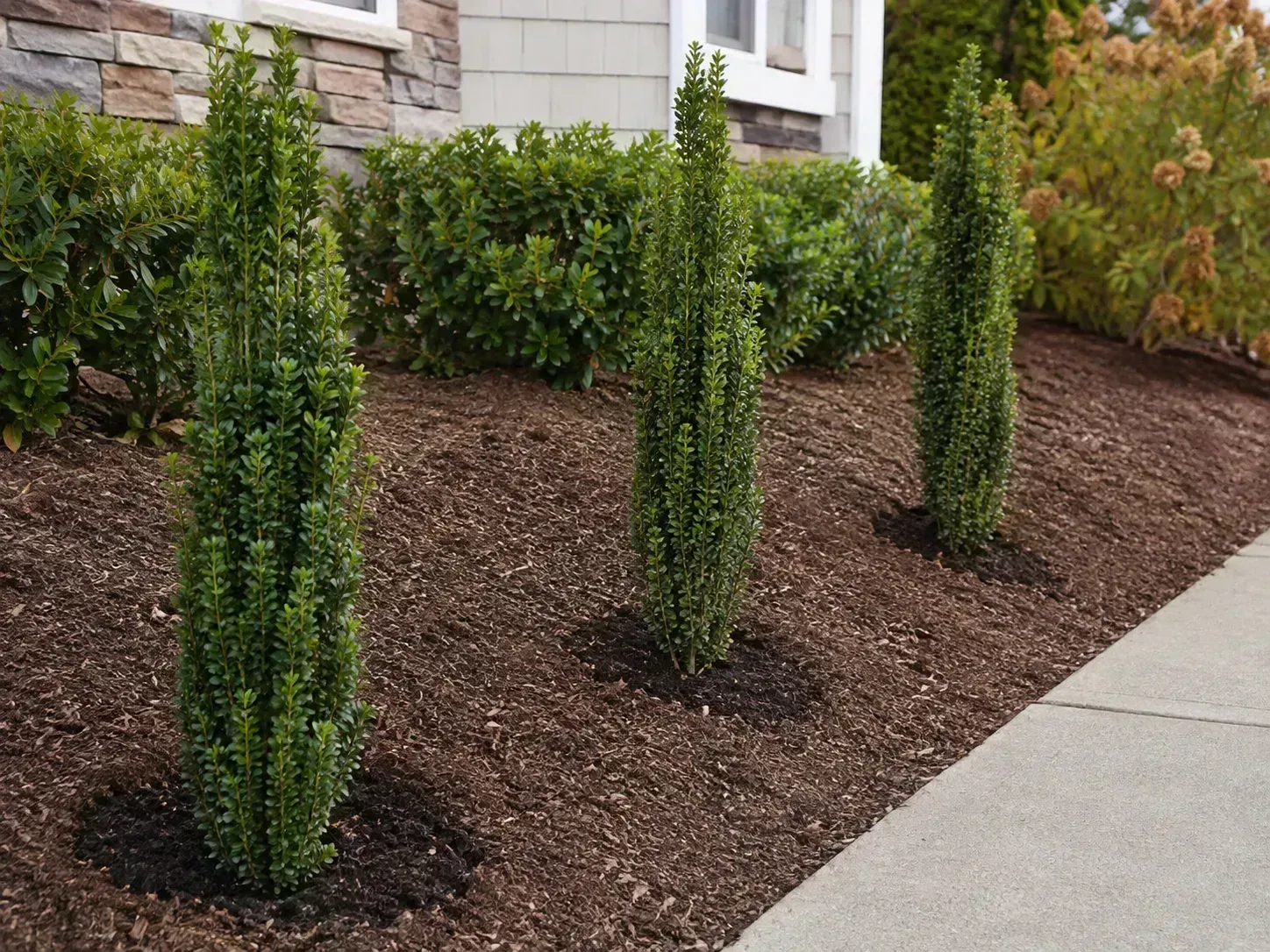 A spaced row of Sky Pencil Japanese holly planted in a mulched bed beside a walkway