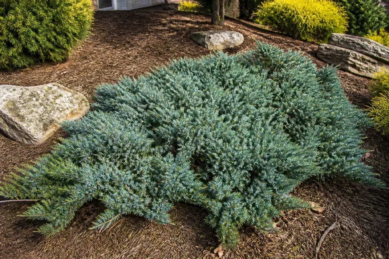 Blue Star juniper with steely blue-gray foliage spreading on a sunny garden slope