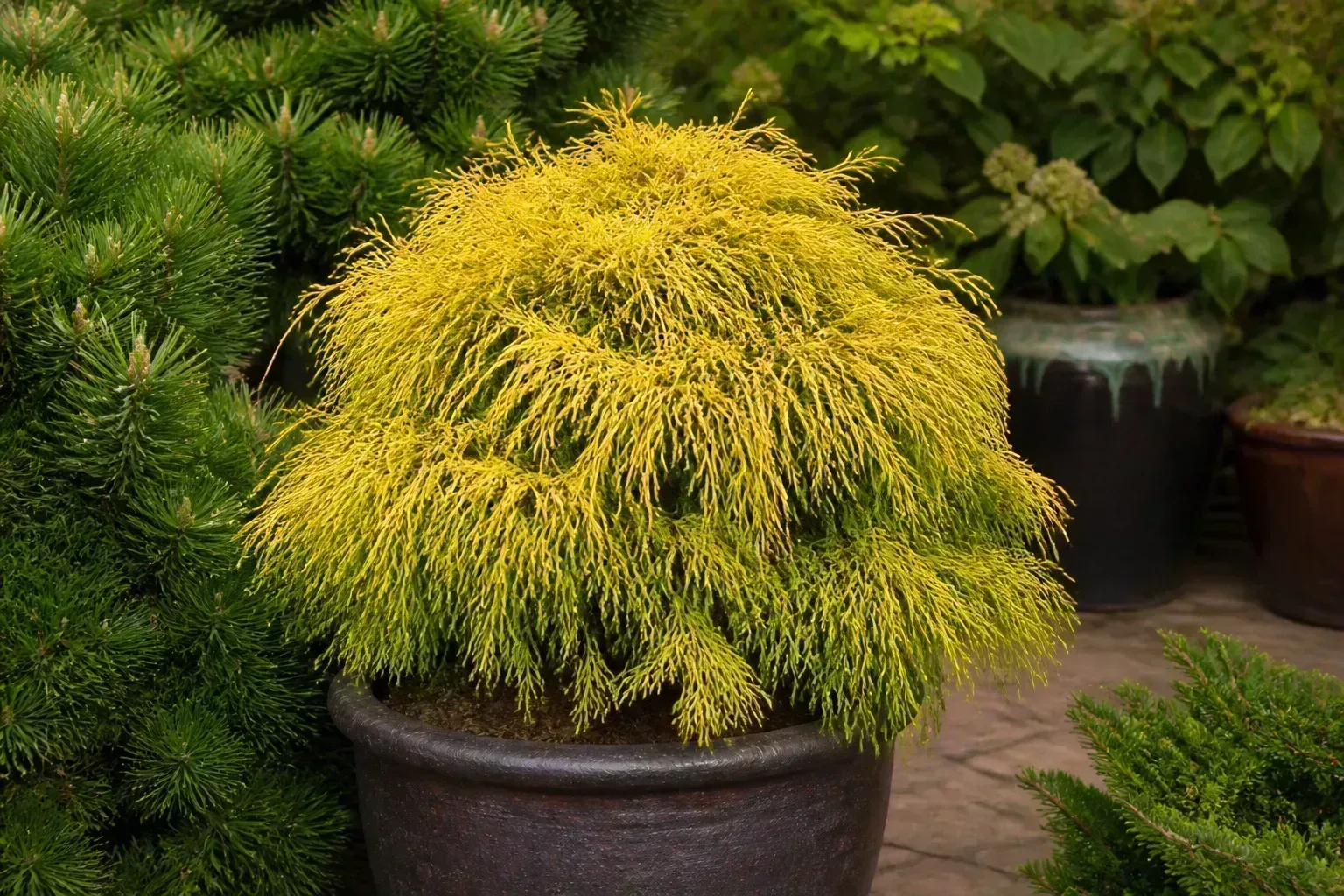Golden Mop false cypress with bright golden thread-like foliage in a patio container