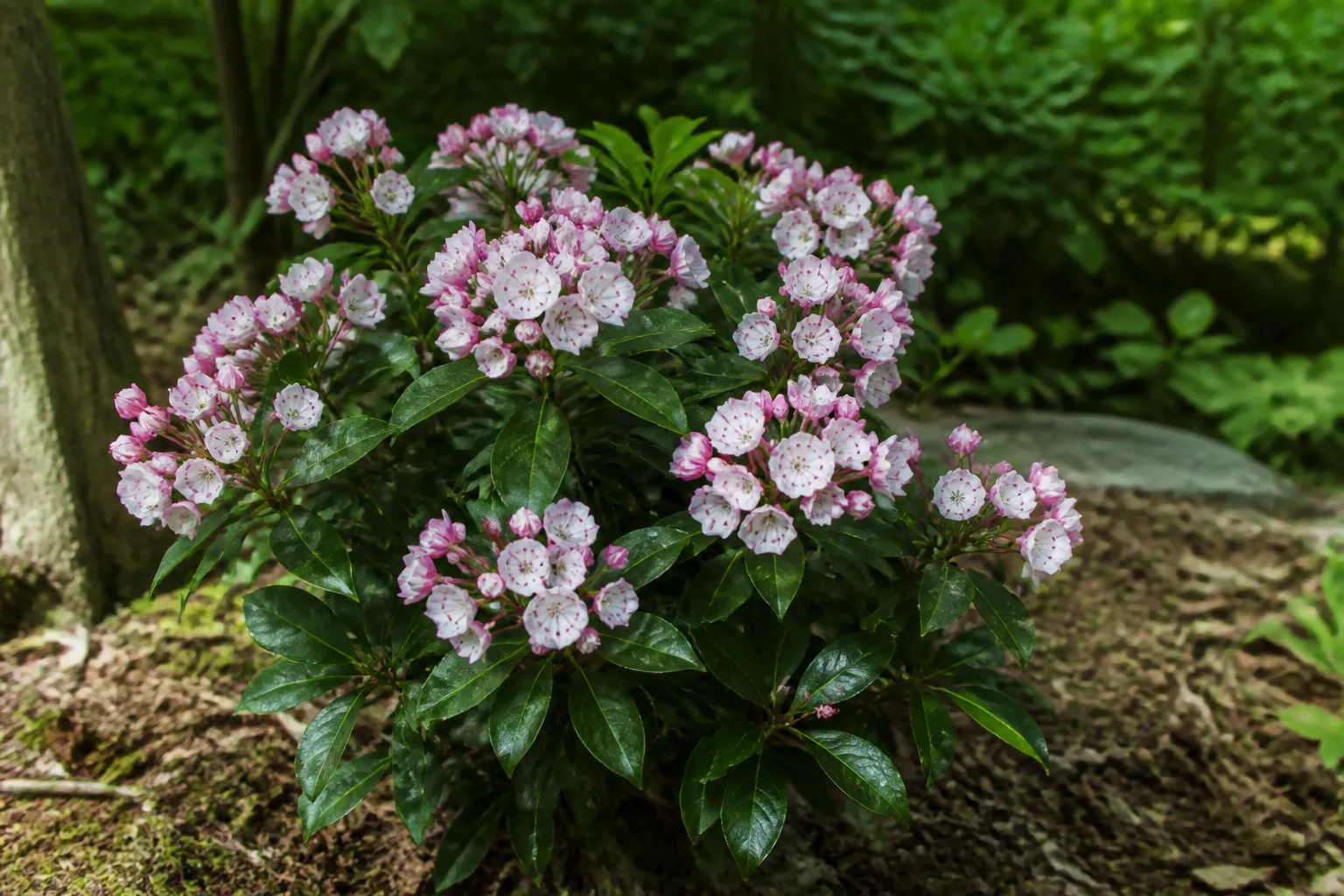 Minuet mountain laurel dwarf shrub with white and pink banded bell-shaped spring flowers