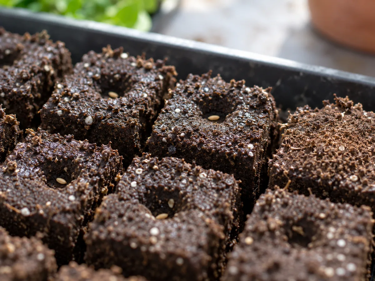 Small seeds in the dibble indentations of moist soil blocks, ready to be covered according to the packet.