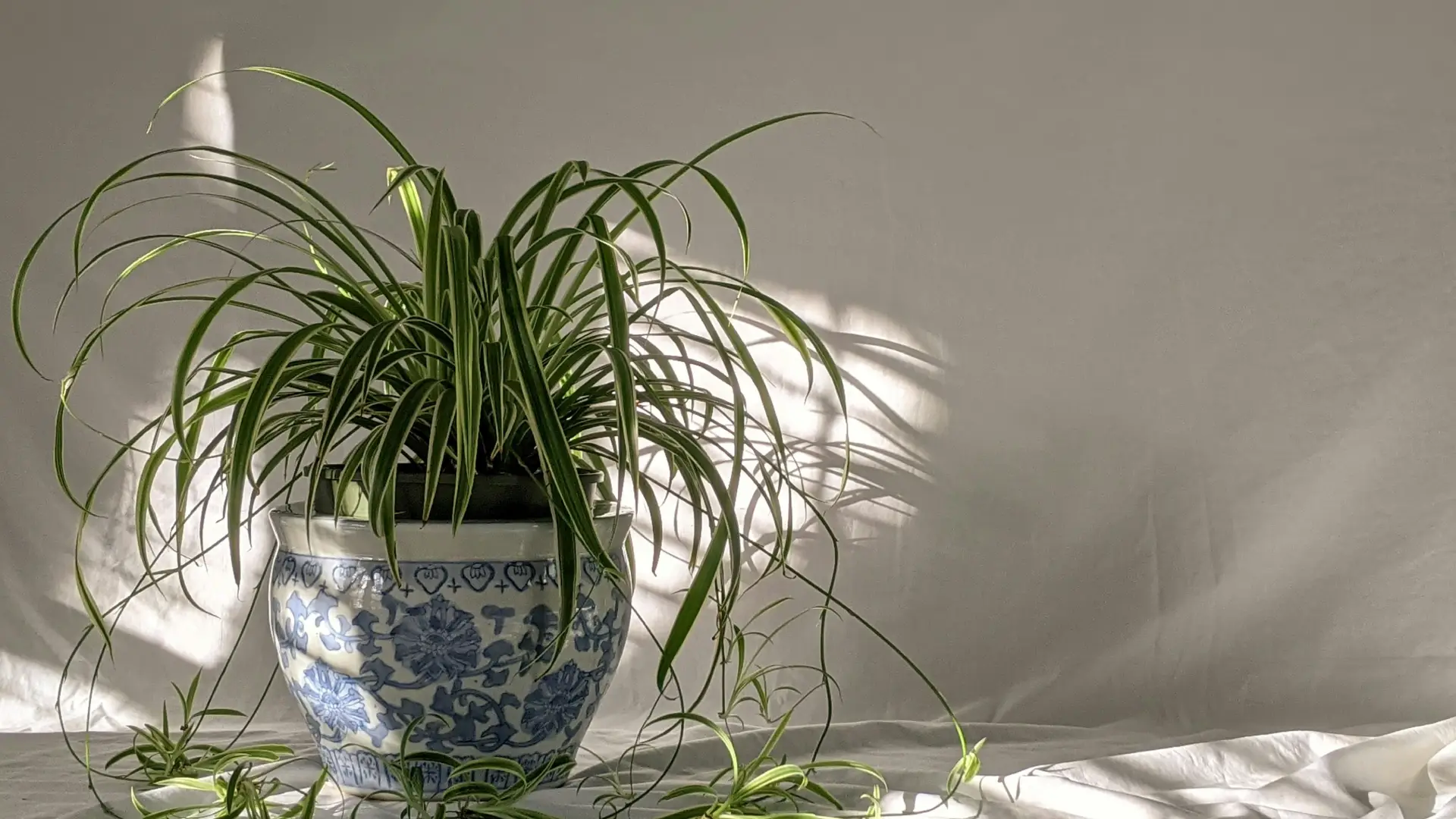 Spider plant hanging basket with cascading leaves and stolons