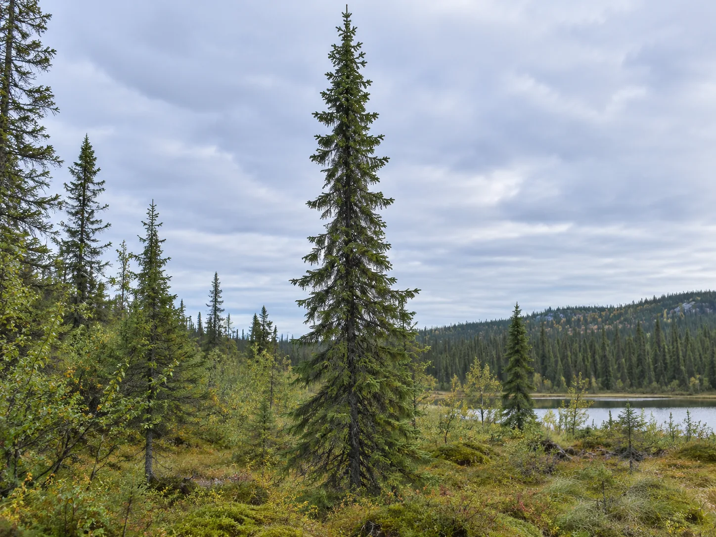 Narrow, spire-shaped Black Spruce at a cool northern woodland edge