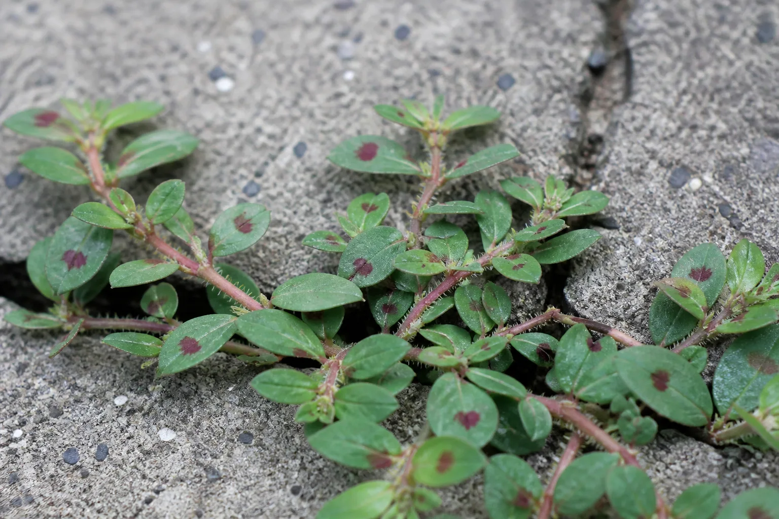 Low spreading weed clumps with lighter green foliage scattered across a residential lawn