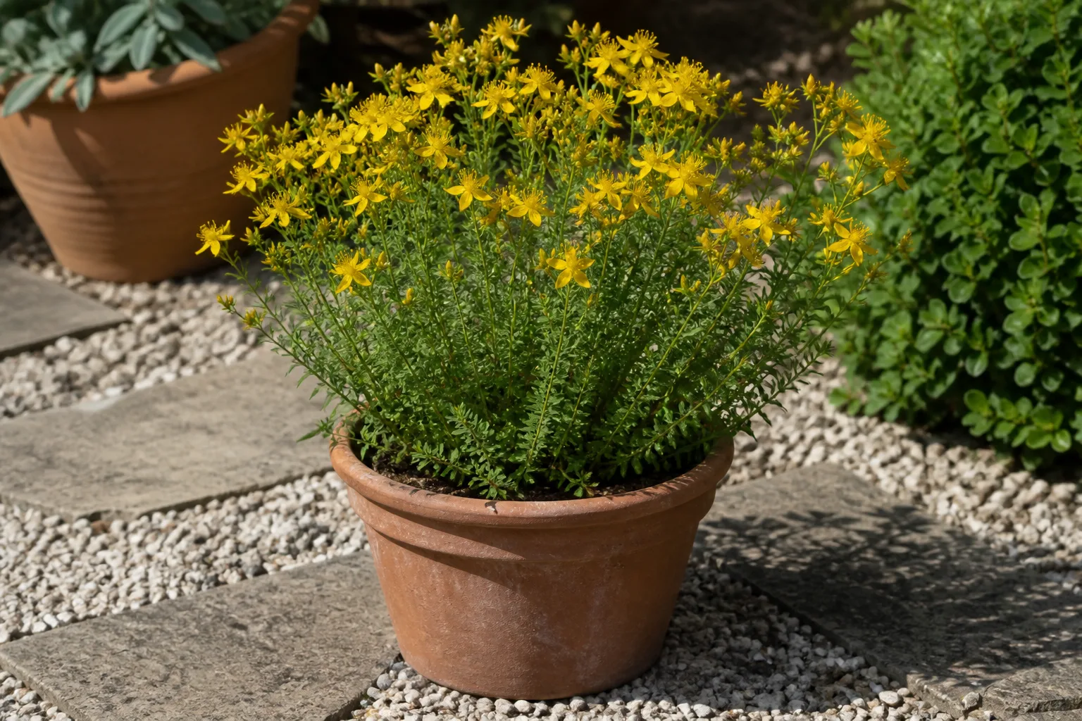 St. John's wort growing in a large terracotta container on a paved patio, elevated on pot feet for spread containment