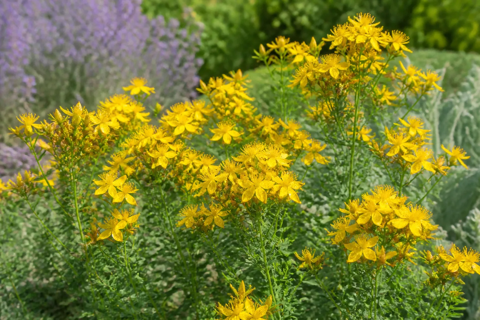 Clusters of bright yellow St. John's wort flowers blooming on upright green stems in a sunny herb garden border