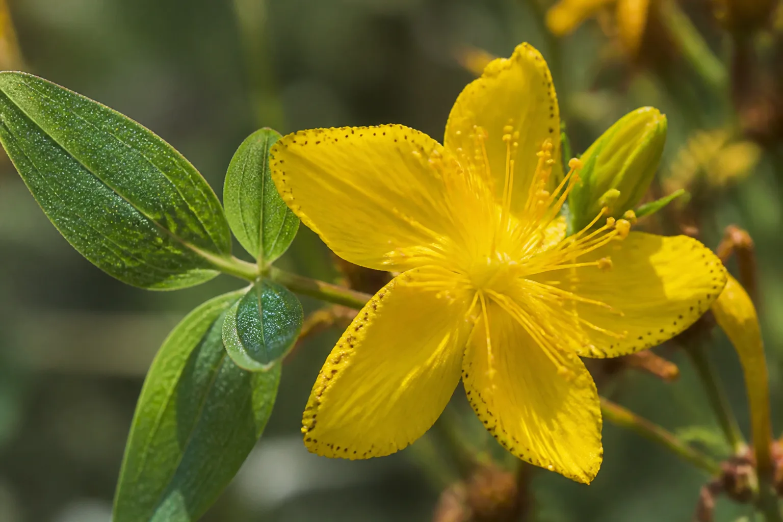 Close-up of bright yellow St. John's wort flowers with five petals and dark glands along petal margins