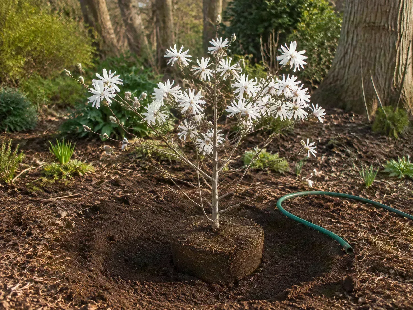 A young star magnolia positioned in a wide planting hole with the root ball level with the surrounding soil