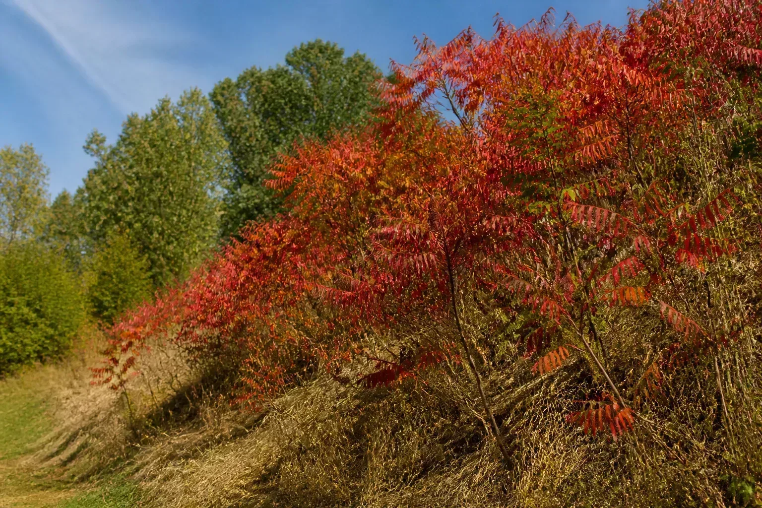 Native sumac thicket colonizing a dry hillside for erosion control with red autumn foliage