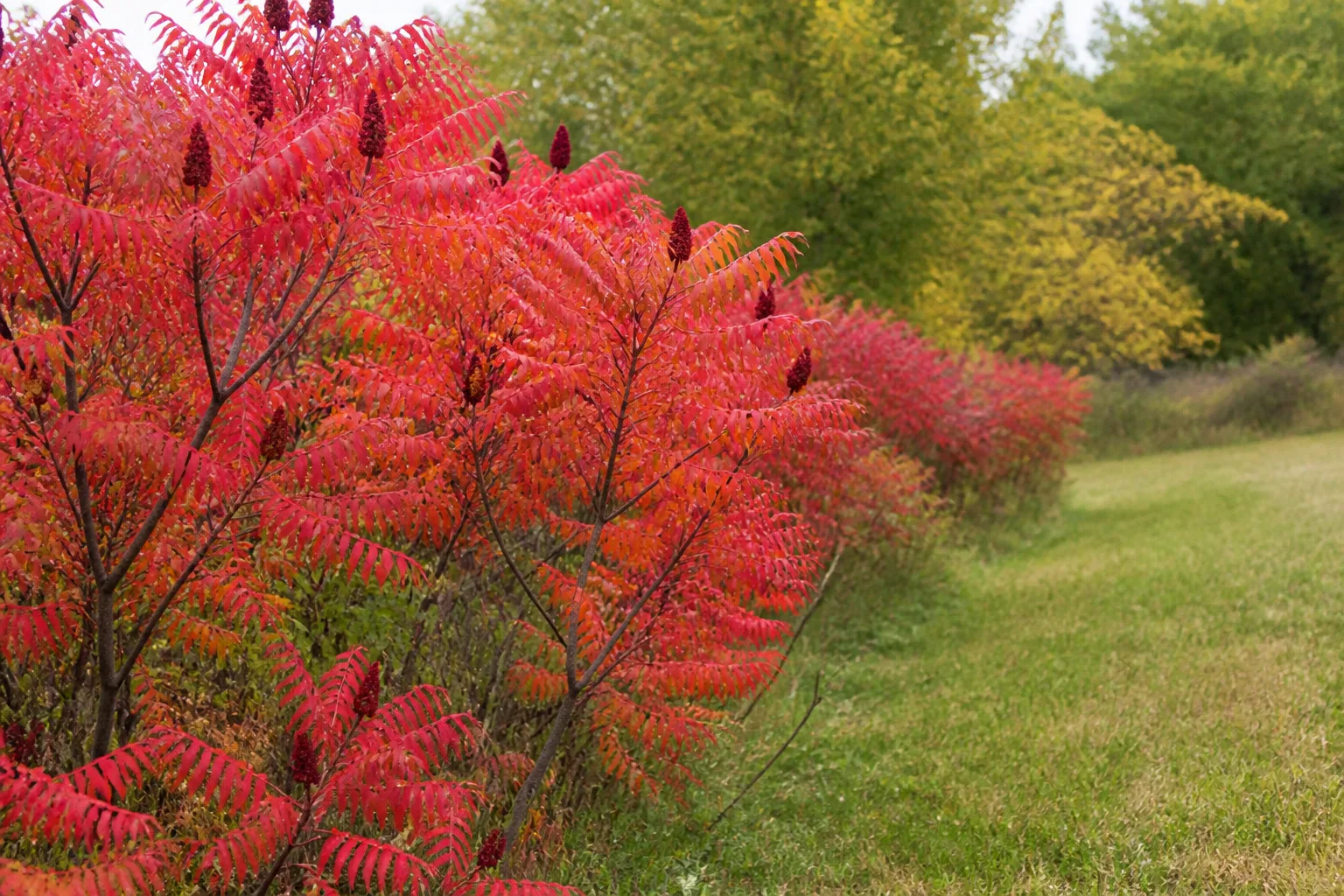 Native sumac thicket with scarlet autumn foliage and upright red berry clusters on a sunny slope
