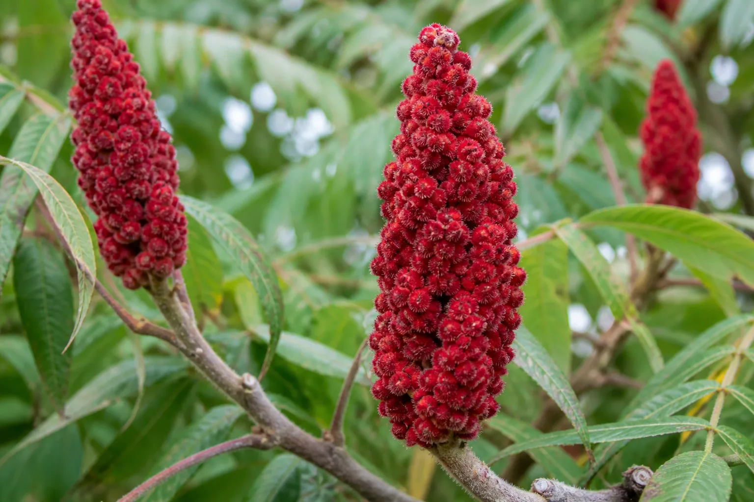 Close-up of upright crimson red sumac berry drupe clusters on woody branches